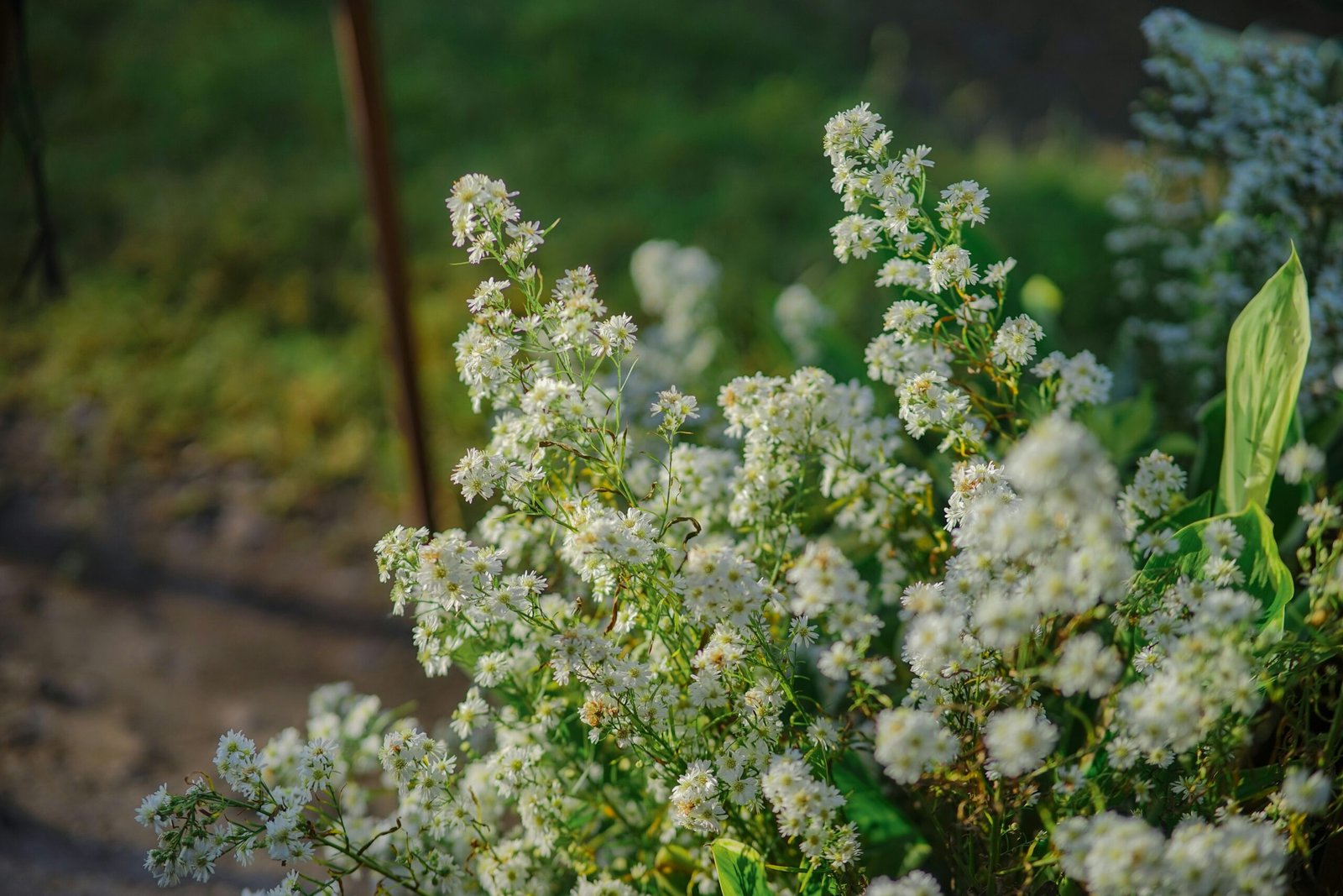 A bunch of white flowers sitting in a vase